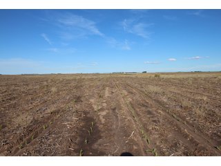 Tract 4 - Edwards County, KS farmland - LAND AUCTION - 647+/- ACRES OFFERED IN 4 TRACTS IN RENO & EDWARDS COUNTY, KANSAS